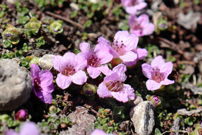Saxifraga_oppositifolia_1a.jpg