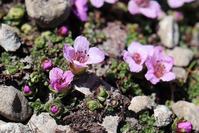 Saxifraga_oppositifolia_2a.jpg