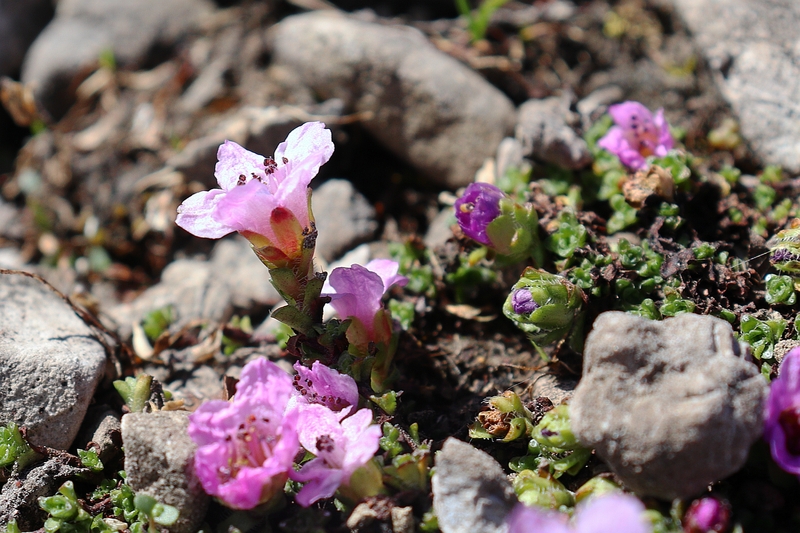 Saxifraga_oppositifolia_3a.jpg