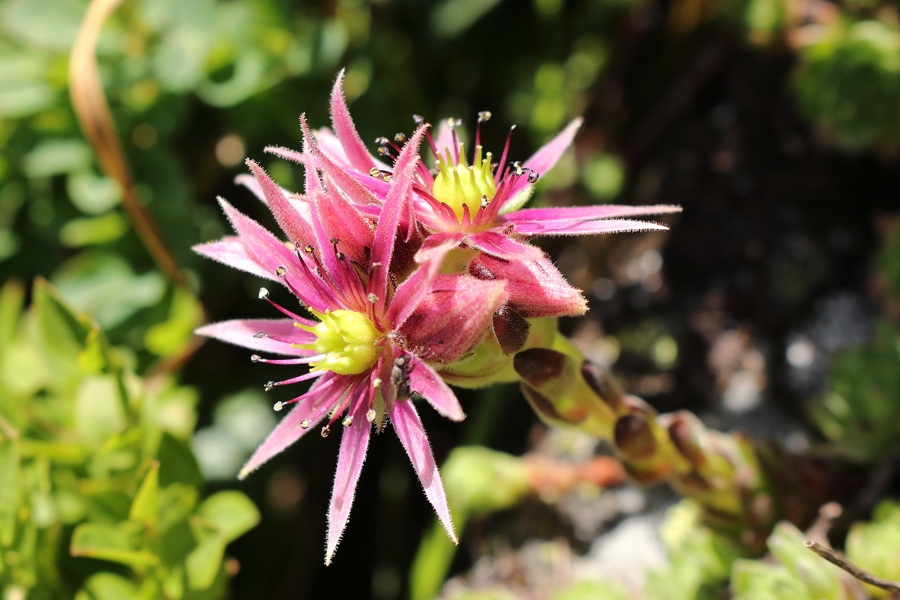 Sempervivum_montanum_1a.jpg