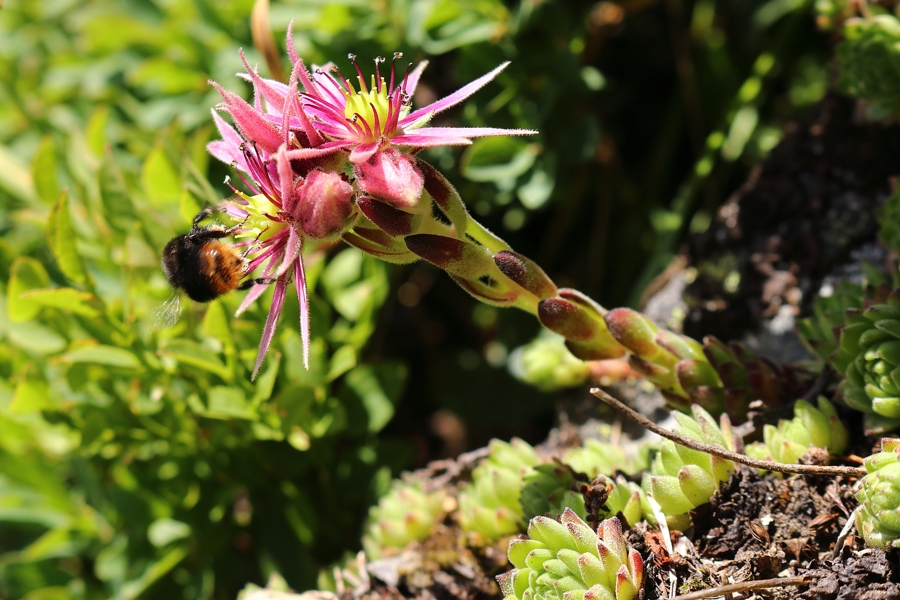 Sempervivum_montanum_2a.jpg
