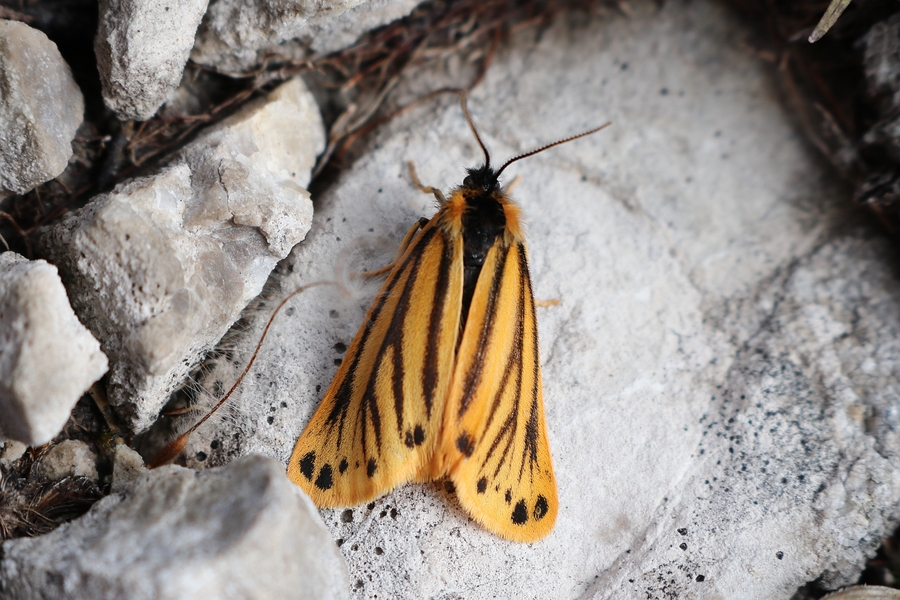 Setina aurita.jpg