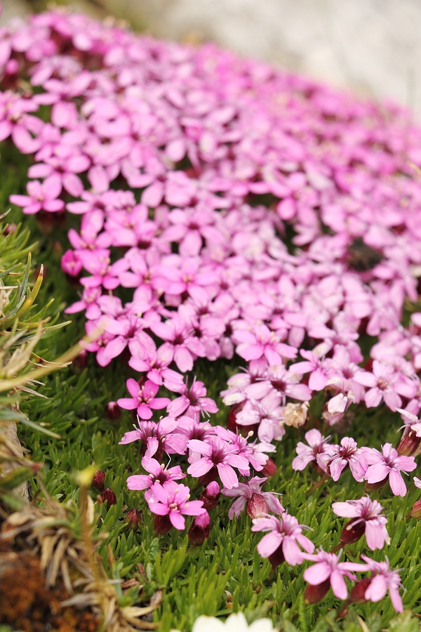 Silene_acaulis_1a.jpg