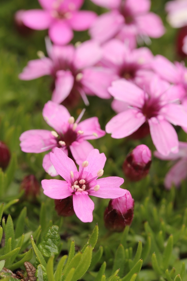 Silene_acaulis_2a.jpg
