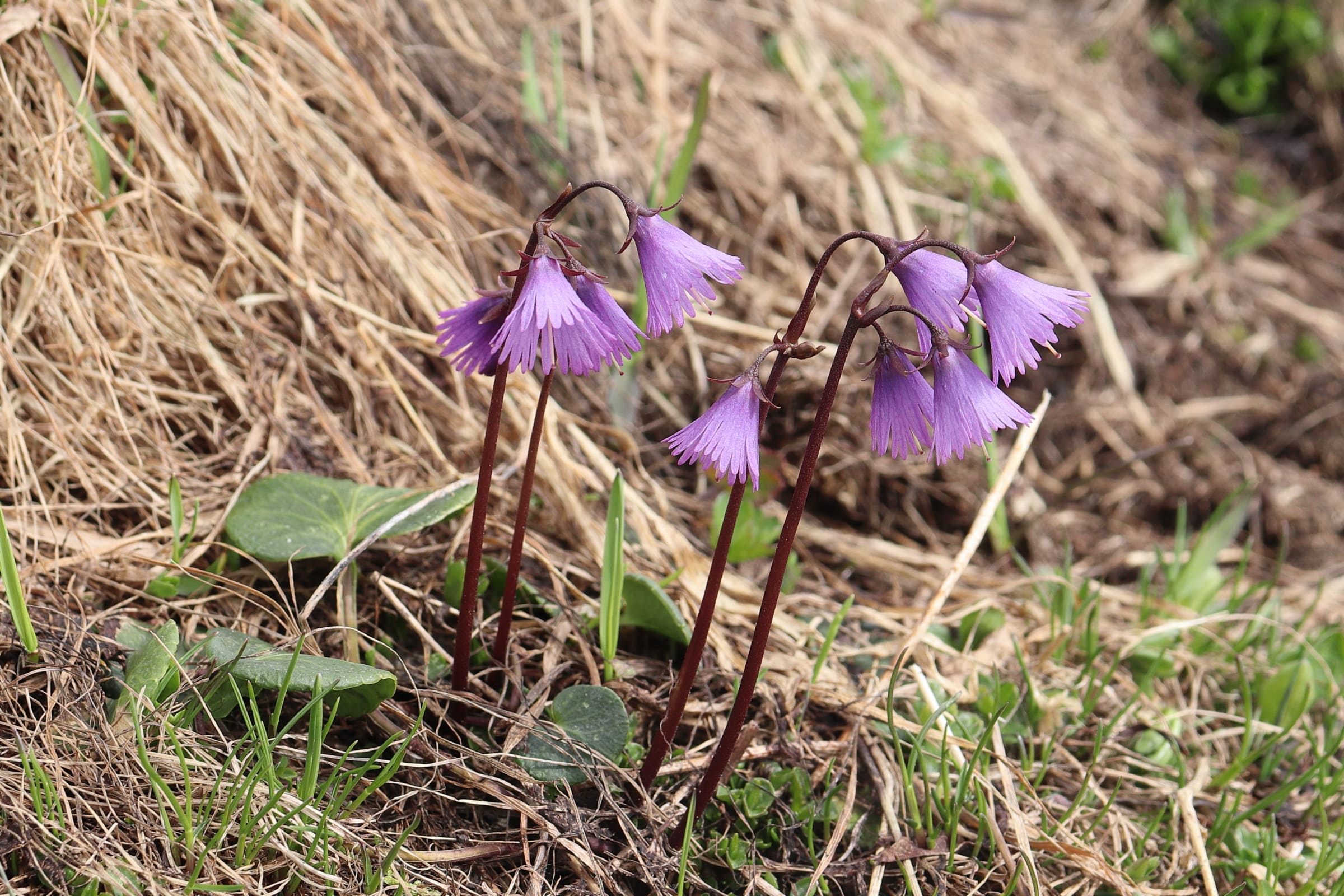 Soldanella alpina 1-min.JPG