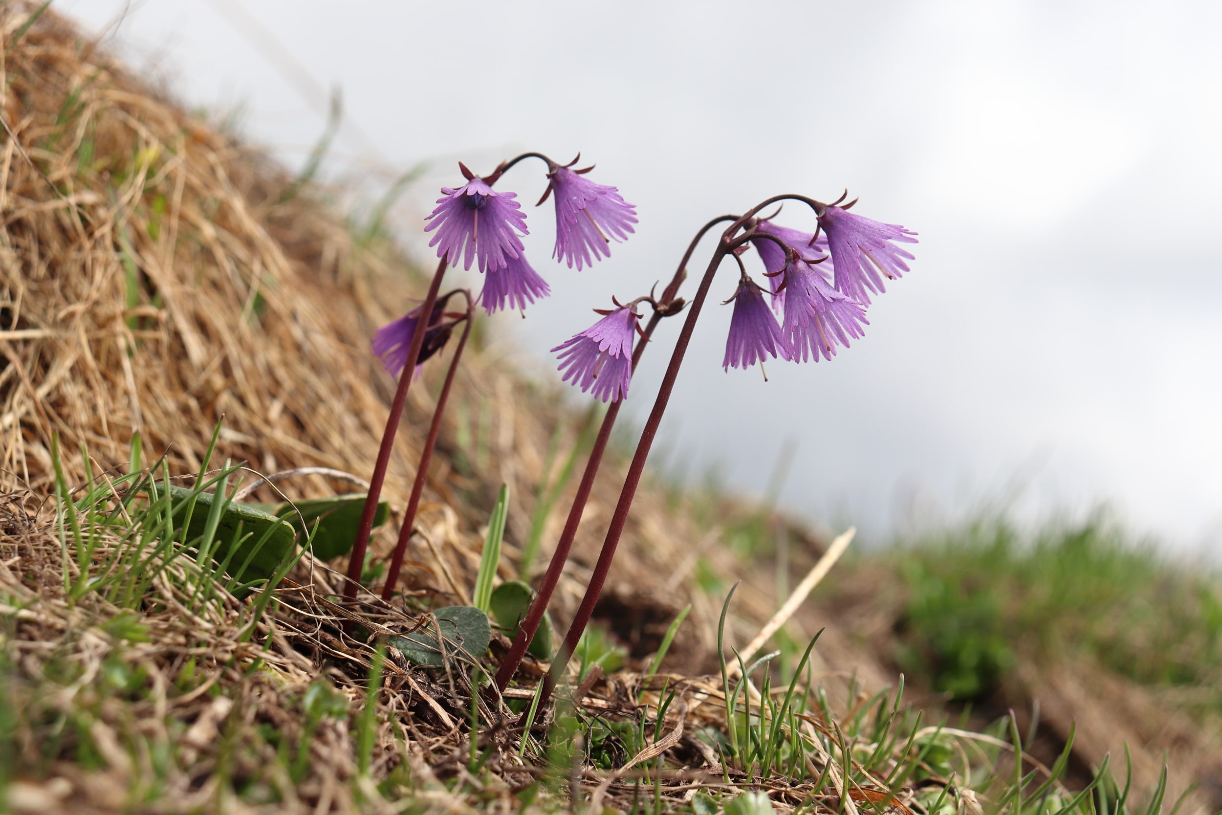 Soldanella alpina 2-min.JPG