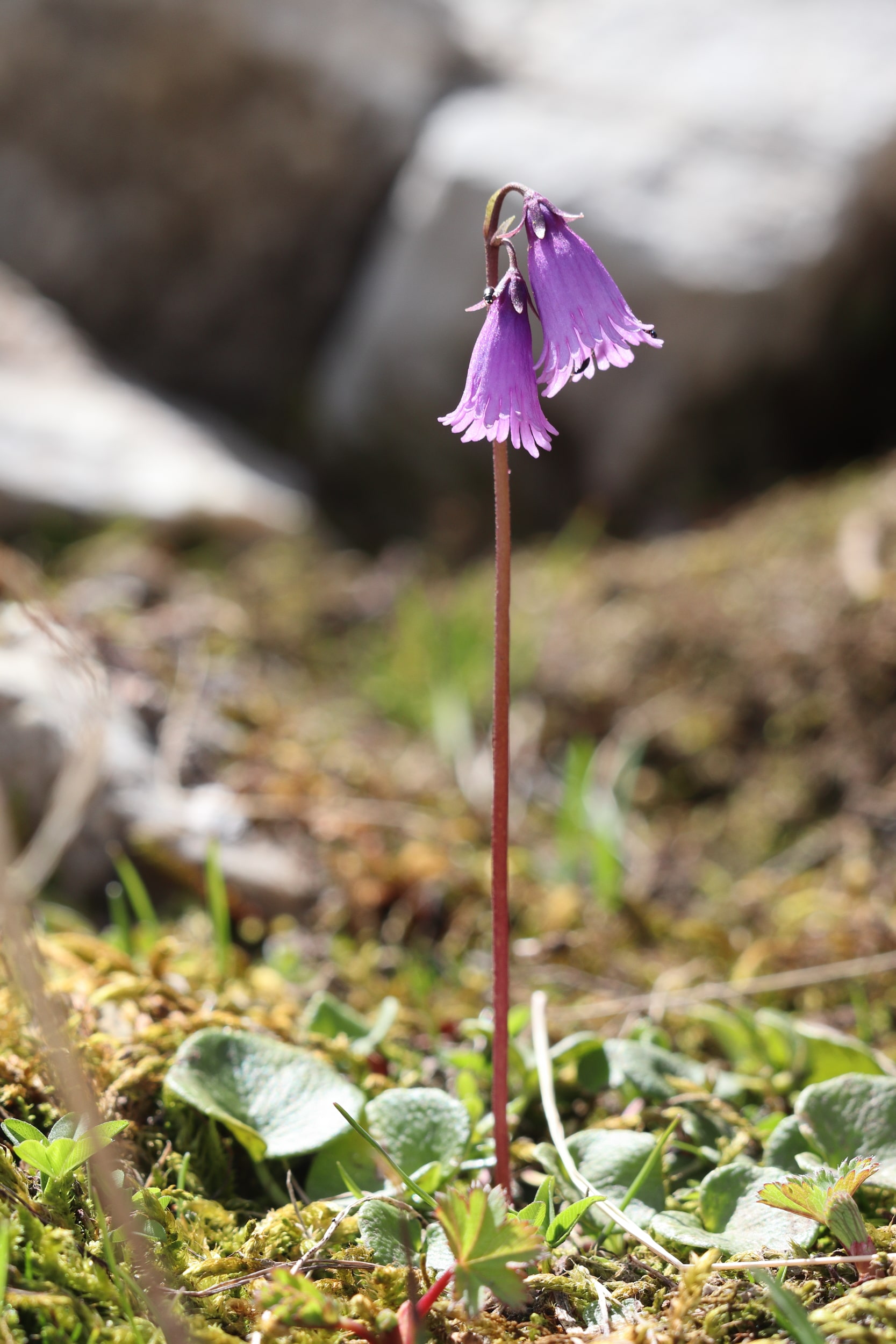Soldanella pusilla 1-min.JPG