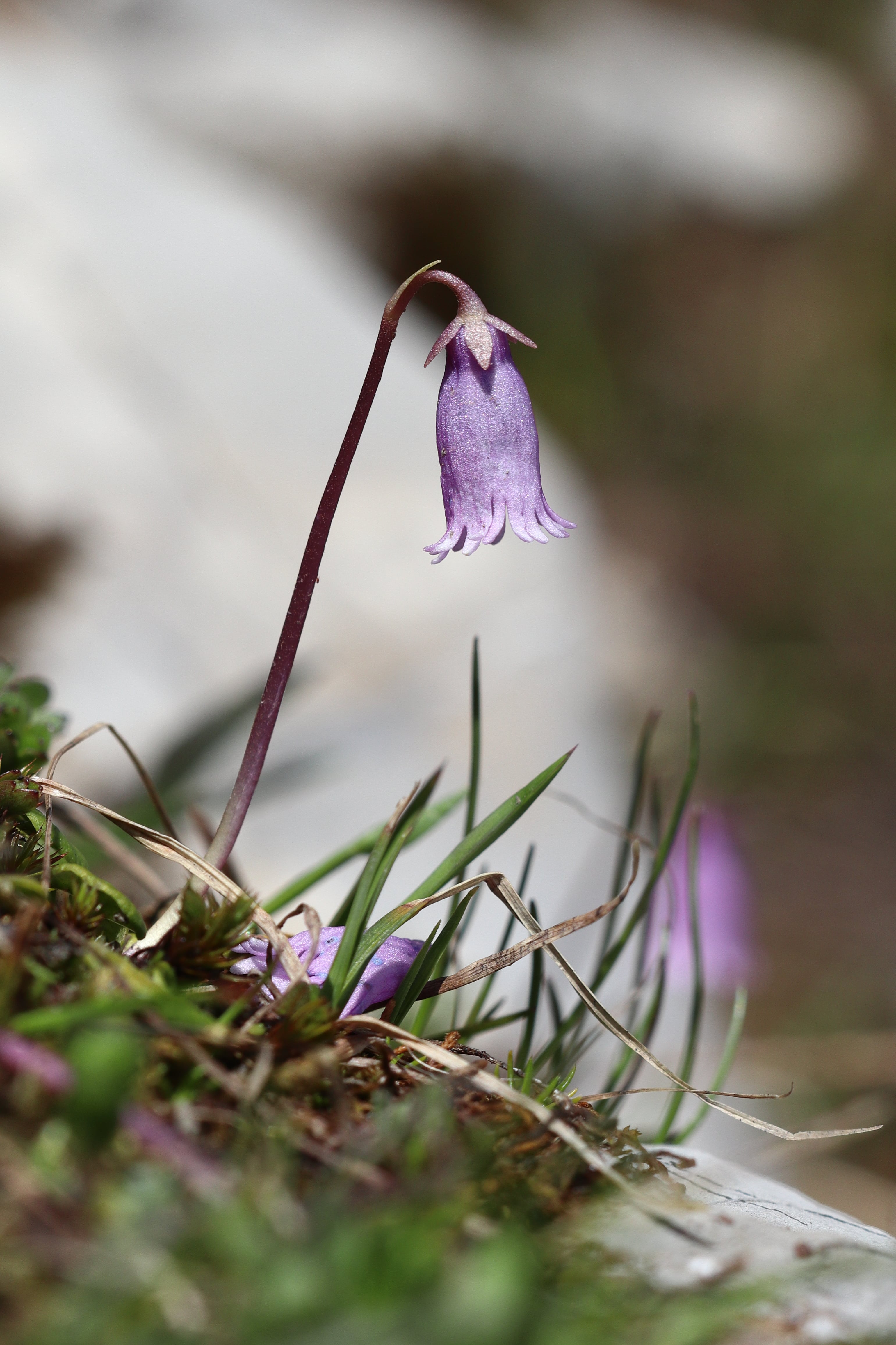 Soldanella pusilla 2-min.JPG