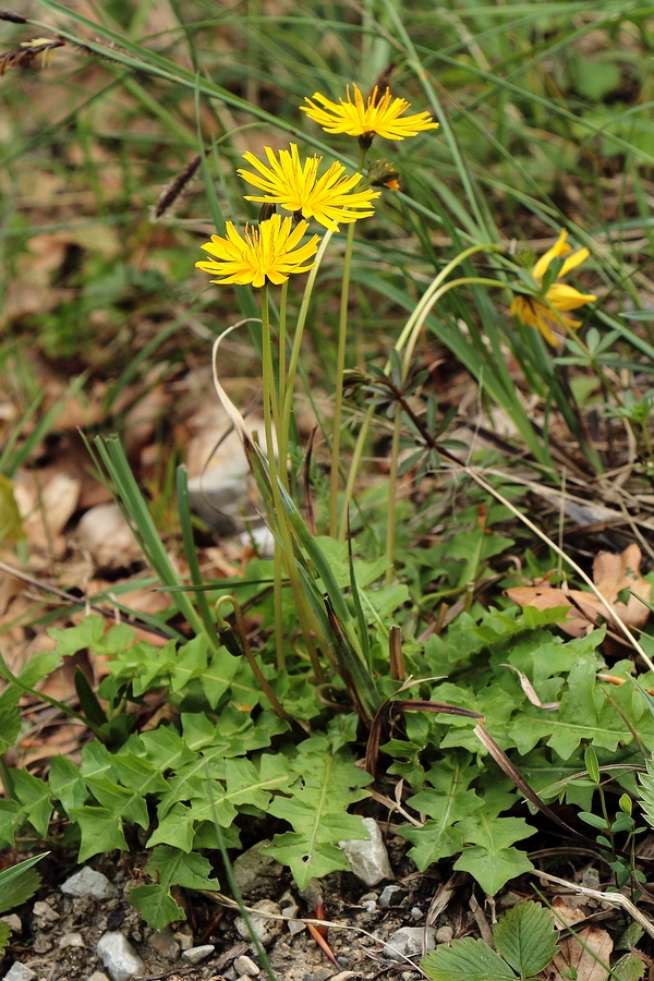 Stinkender_Hainsalat_1a.jpg