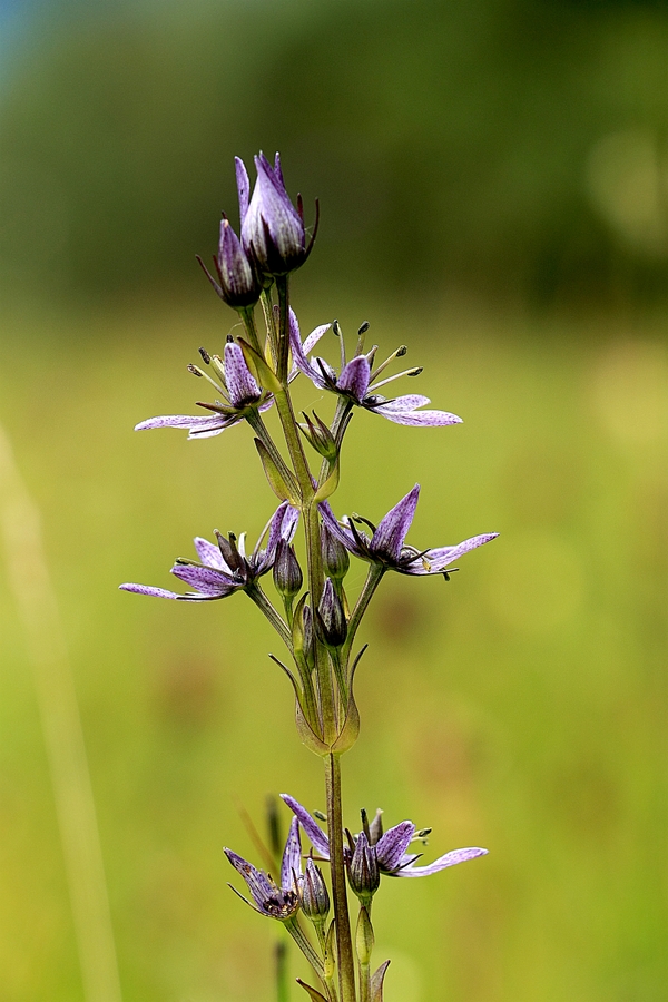Swertia_perennis_1b.jpg