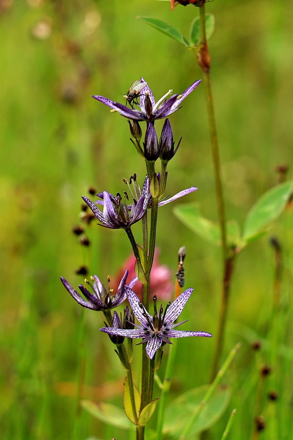 Swertia_perennis_2b.jpg