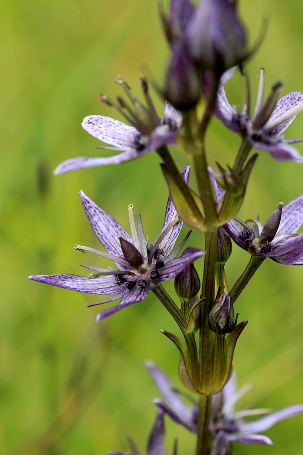 Swertia_perennis_3b.jpg