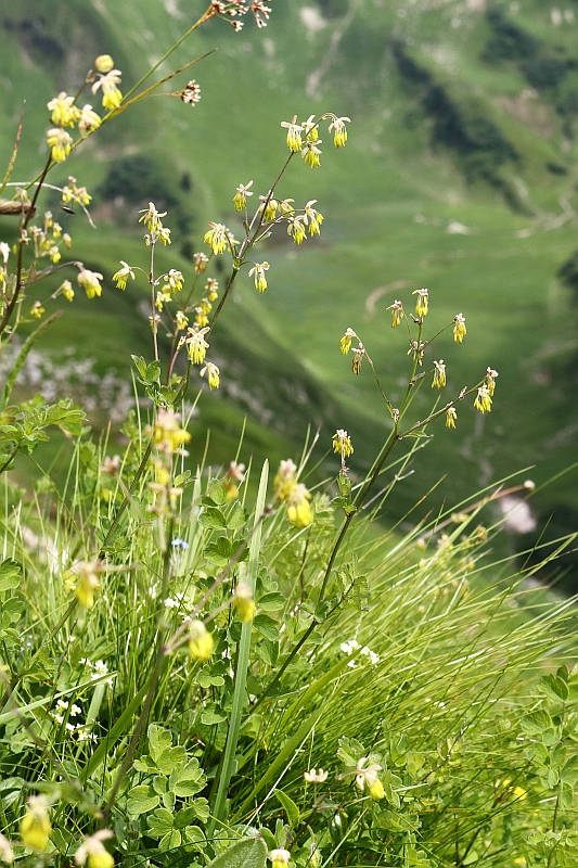Thalictrum_minus_1.jpg