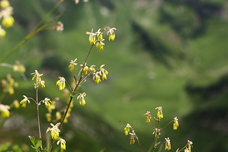 Thalictrum_minus_3.jpg