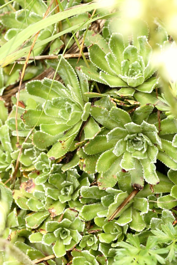 Trauben-Steinbrech_13a.jpg