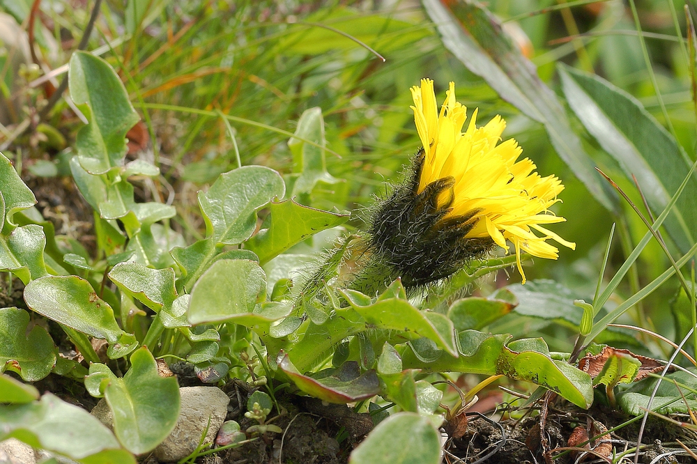 Triglav-Pippau_2a.jpg