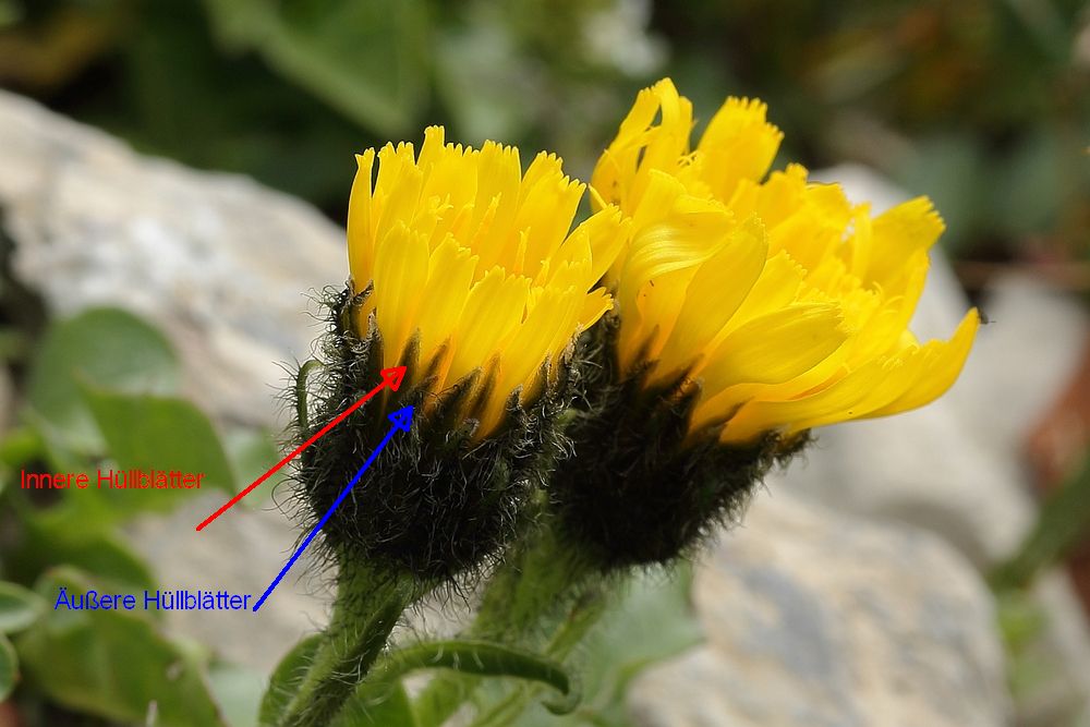 Triglav-Pippau_3b.jpg
