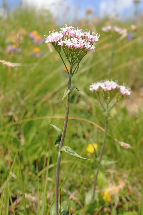 Valeriana montana 1a.jpg