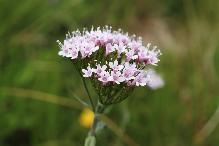 Valeriana montana 2a.JPG