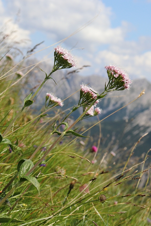 Valeriana montana 3a.JPG