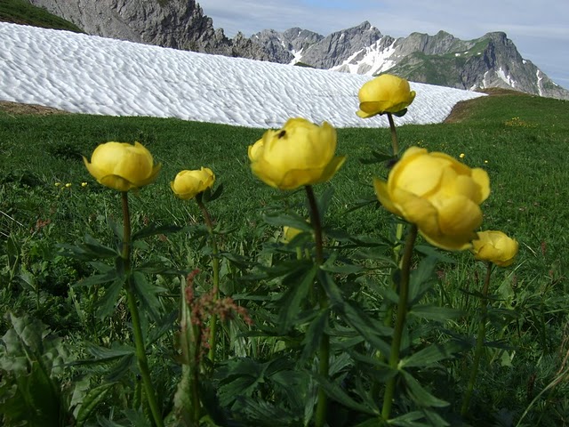 Trollblumen.JPG