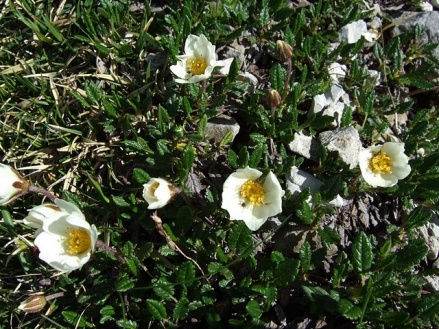 Alpenküchenschelle.jpg