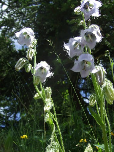 2008_07050103.JPG