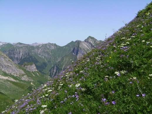 Rauheck Raedlergrat ueber Bluetenmeer.jpg