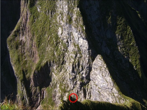 Gams auf dem Westgrat der Kleinen Hoefats01 rot.jpg