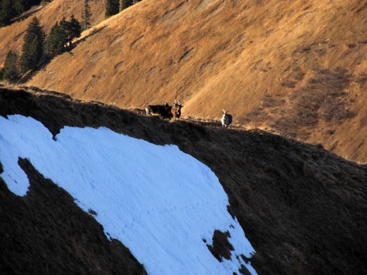 Bild_35_verwilderte_Ziegen_c.JPG