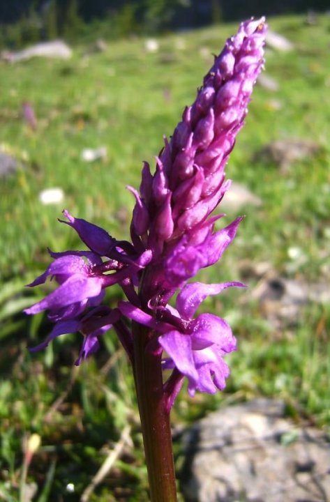 Oytalwanderung Bild07paint.jpg