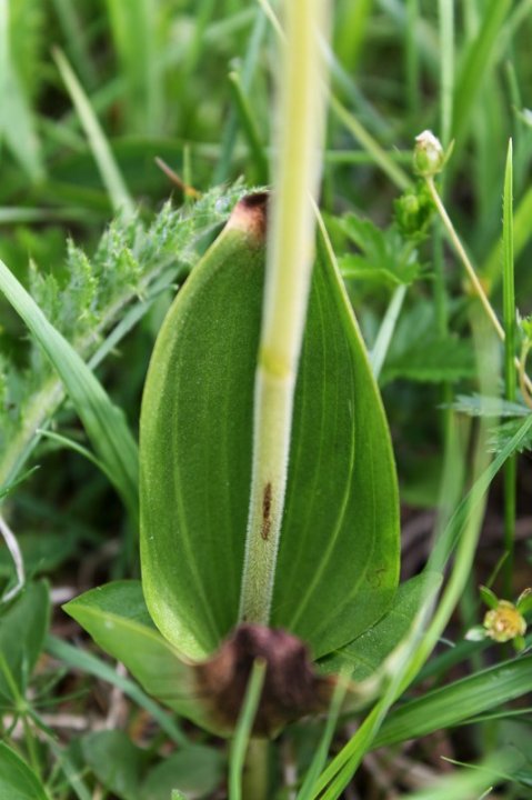 Grosses_Zweiblatt_3.JPG
