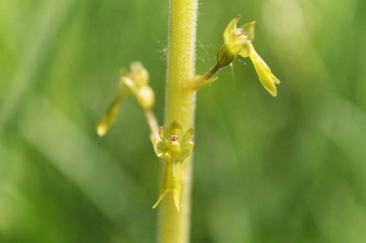Grosses_Zweiblatt_4.JPG