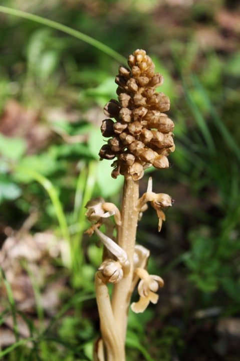 Vogel-Nestwurz_3.JPG