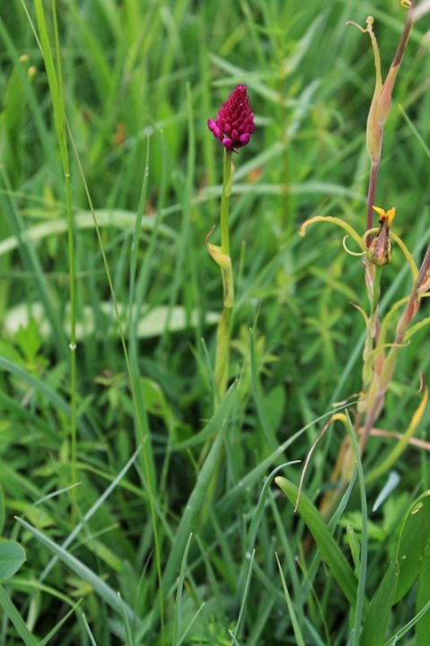 Pyramiden-Spitzorchis_1.JPG