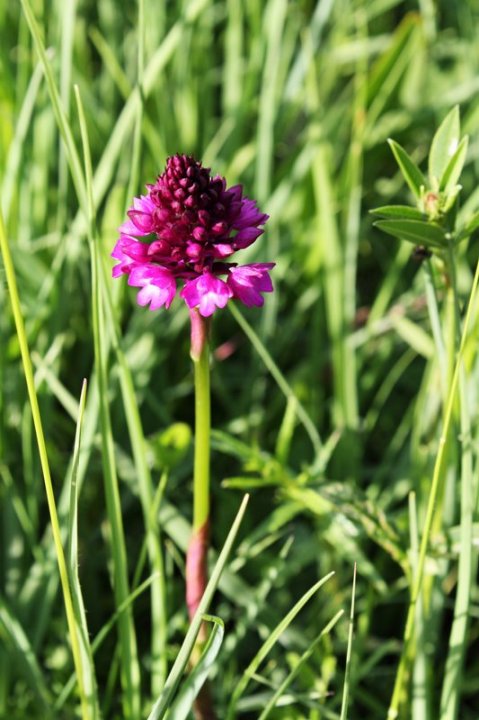 Pyramiden-Spitzorchis_1a.JPG