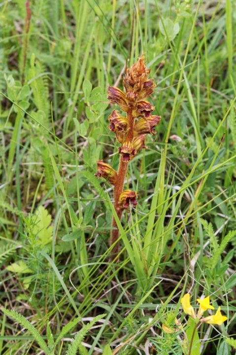 Orobanche_1.JPG