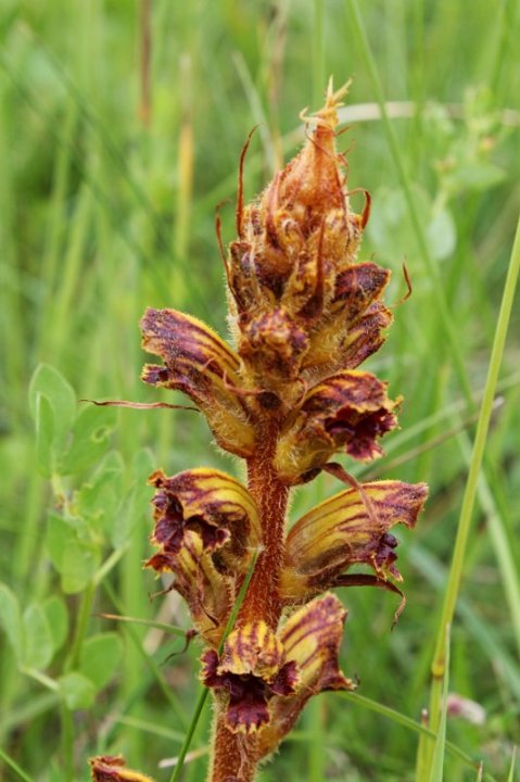 Orobanche_2.JPG