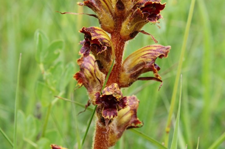Orobanche_3.JPG