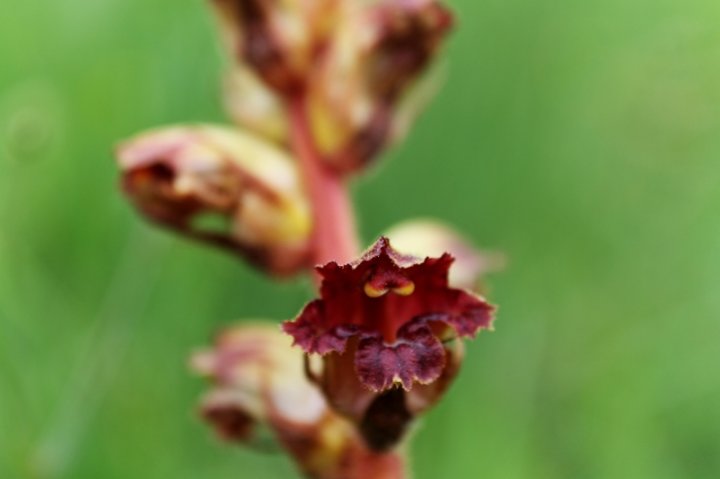 Orobanche_4.JPG