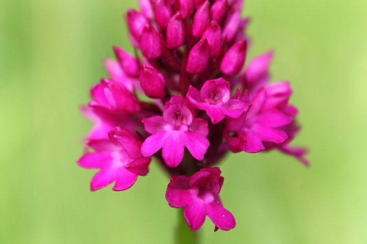 Pyramiden-Spitzorchis_4_neu.JPG