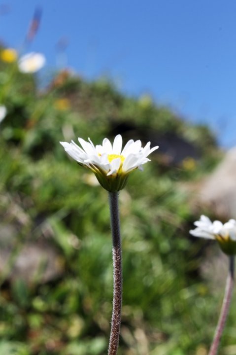 Alpenmassliebchen_4.JPG