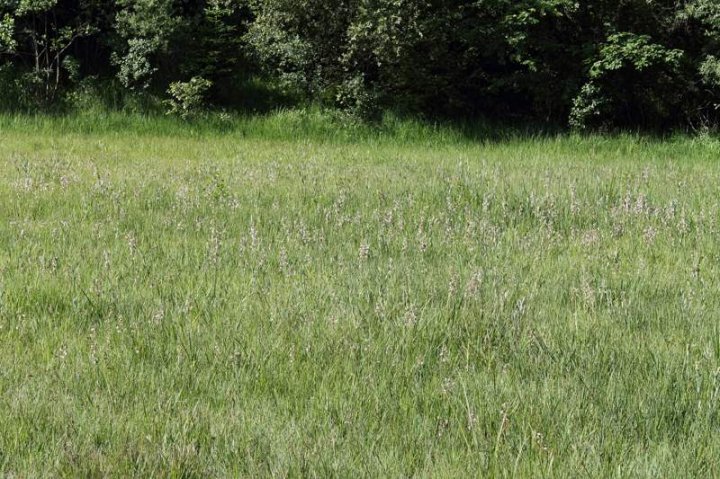Sumpf-Stendelwurz_6.JPG