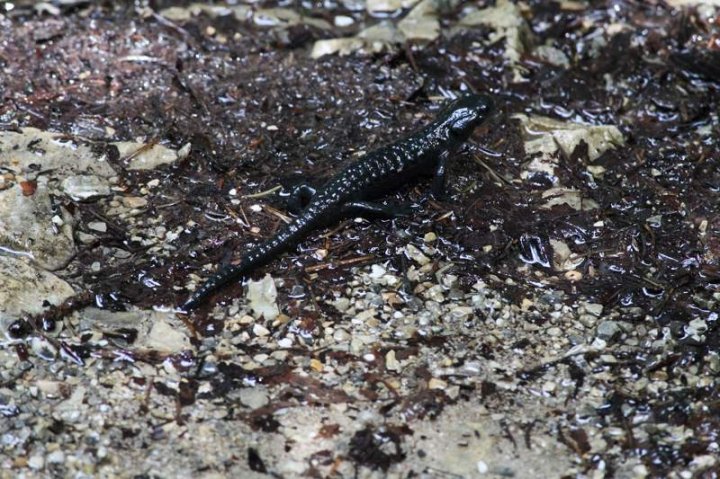 Alpensalamander_1.JPG