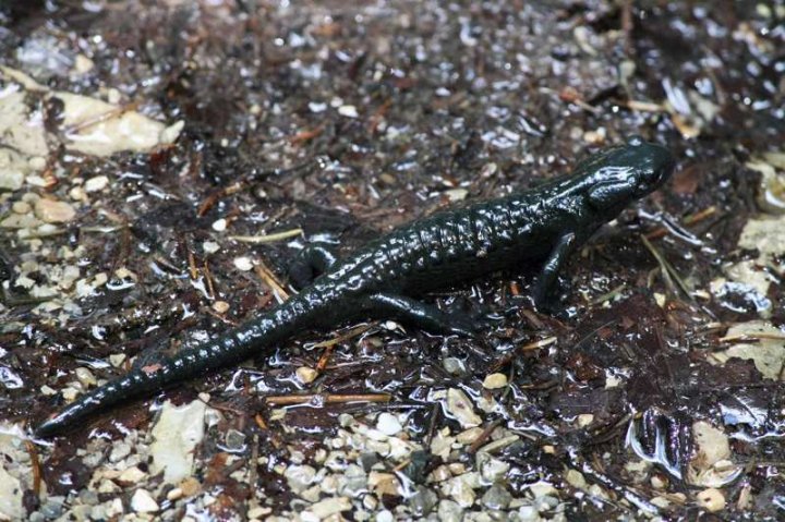 Alpensalamander_2.JPG