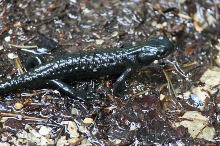 Alpensalamander_3.JPG