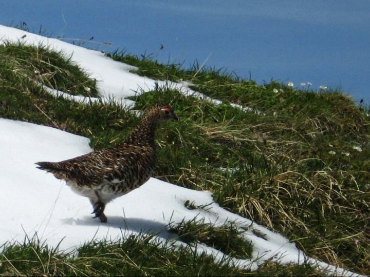 Schneehuhn_3.JPG
