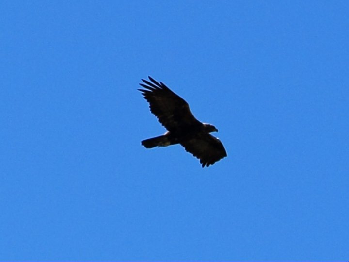 Steinadler_3.JPG
