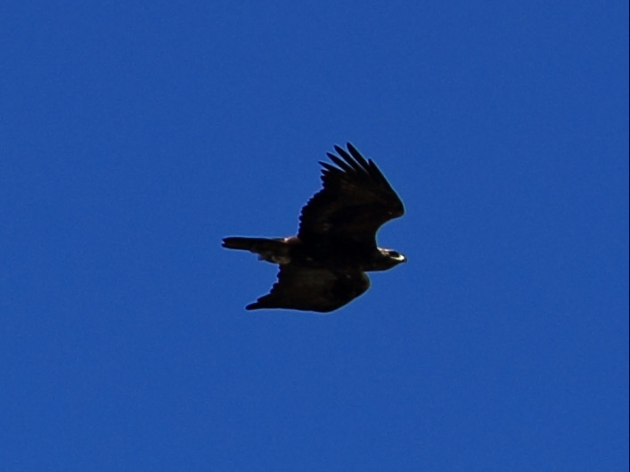 Steinadler_2.JPG
