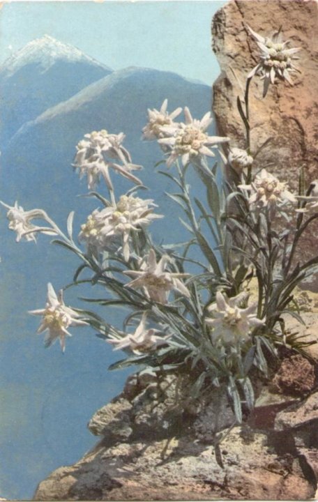 410_Edelweiss um 1910paint.jpg